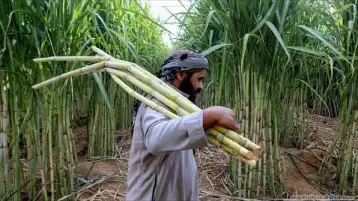 تأجيل طرح السكر في بورصة السلع لأجل غير مسمى